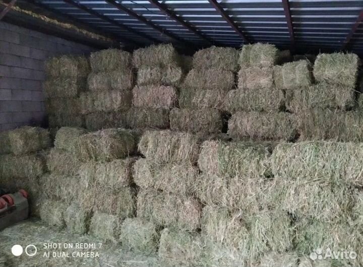 Люцерна в тюках