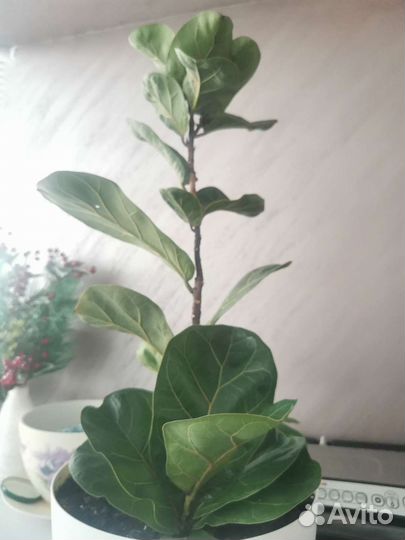 Фикус лирата бамбино