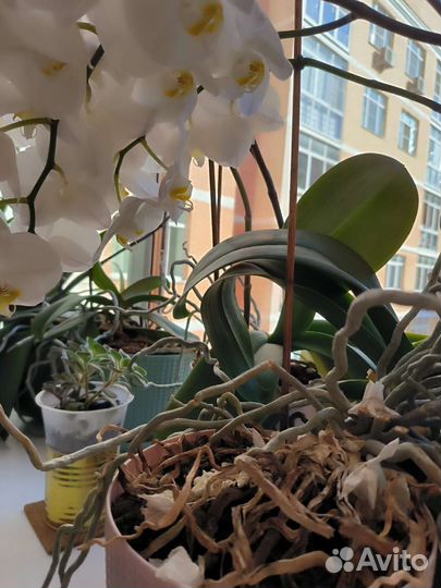 Орхидея белая