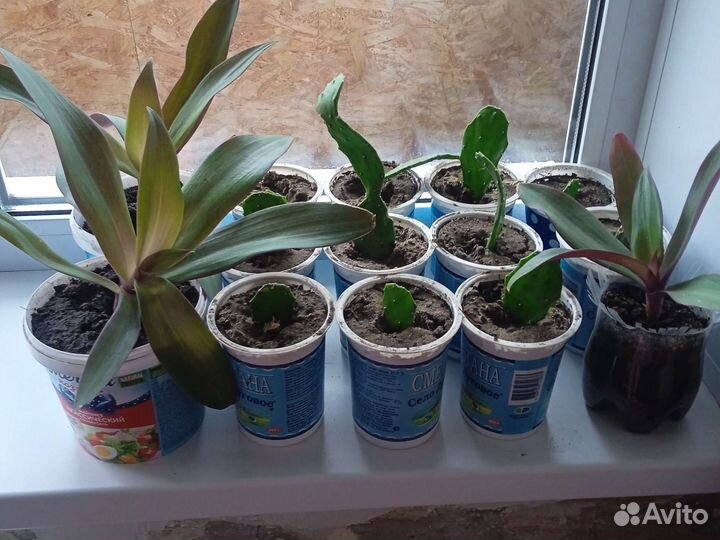 Алоэ и кактусы