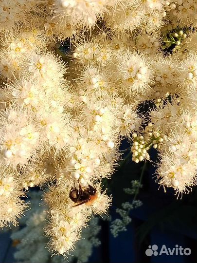 Рябинник (Живая изгородь)