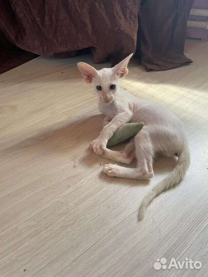 Ориентальные котята