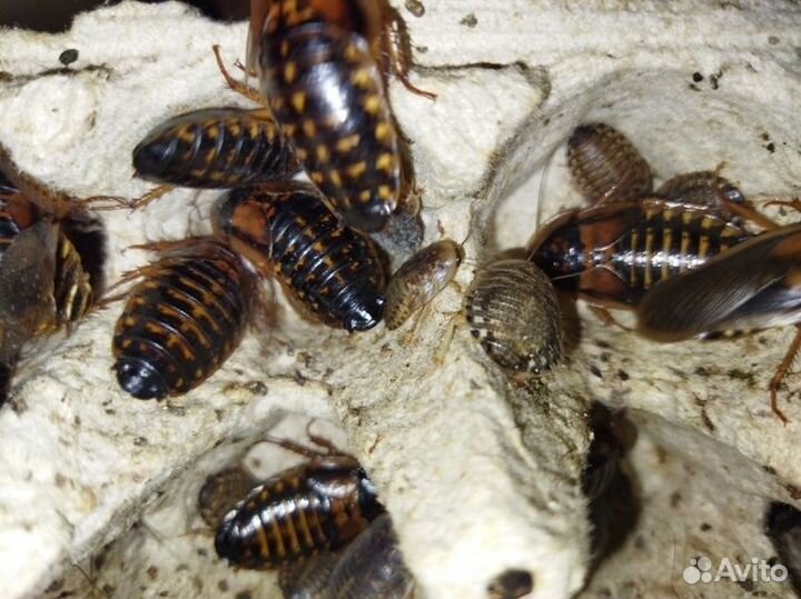 Сверчки кормовые, тараканы, жук знахарь