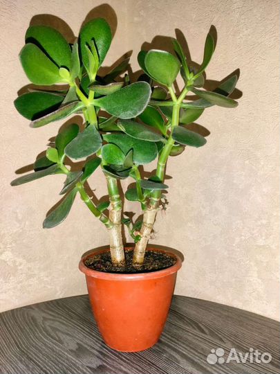 Денежное дерево