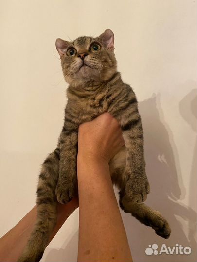 Котенок-девочка