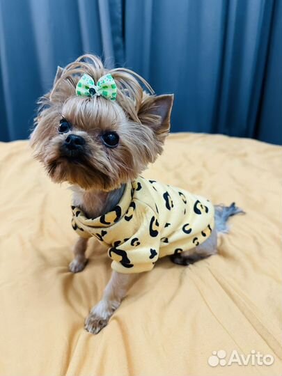 Йоркширский терьер мини беби фейс