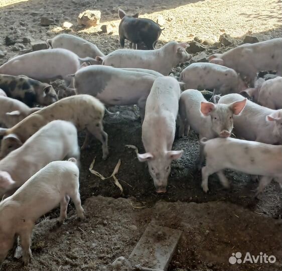 Поросята русская белая