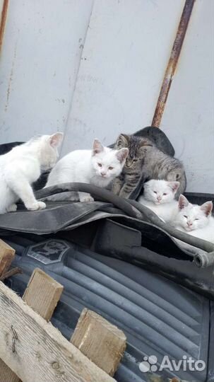 Отдам котят