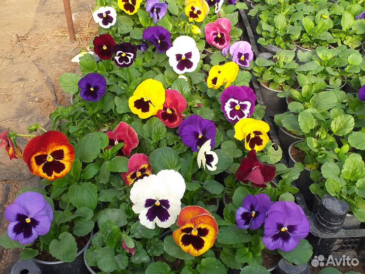 Рассада виолы