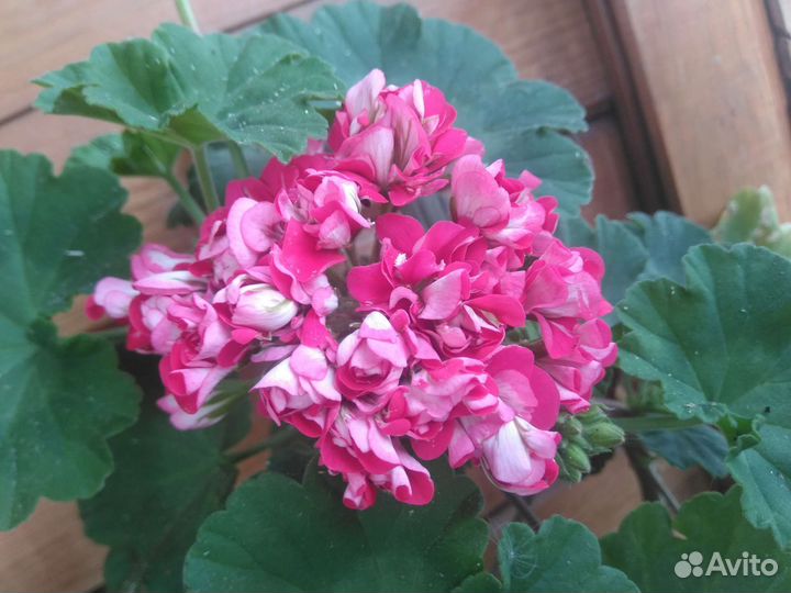 Пеларгония