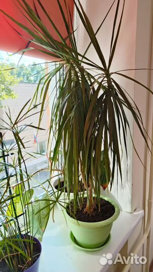 Комнатный цветы