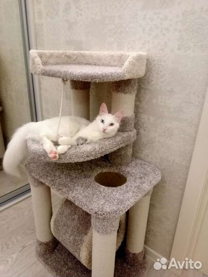 Когтеточка для кошек