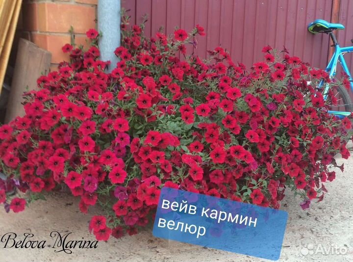 Ампельная петуния