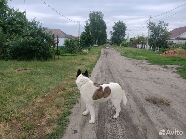 Американская акита вязка