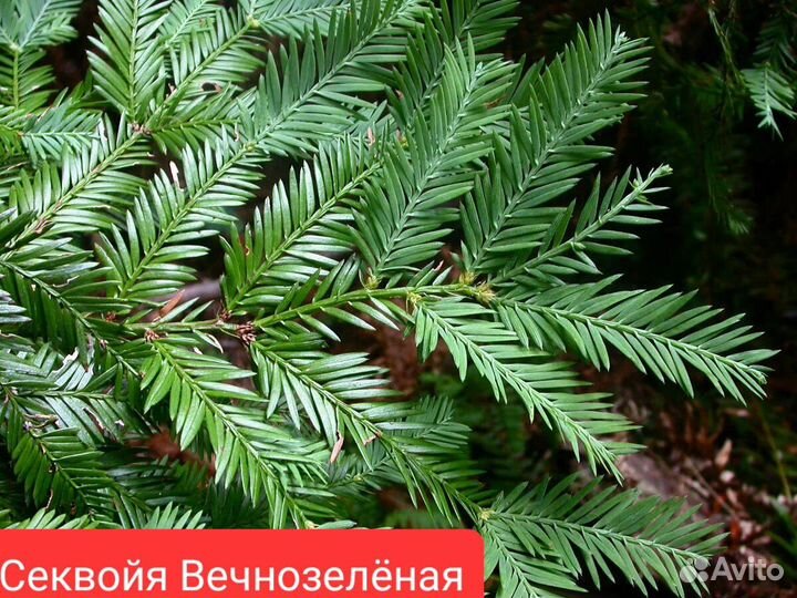 Семена Секвойи и Секвойядендрона