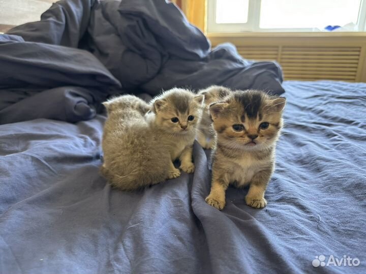 Шотланские котята
