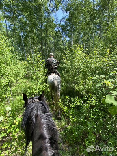 Конные прогулки