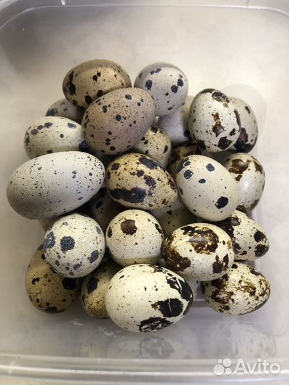 Яйца перепелиные инкубационные
