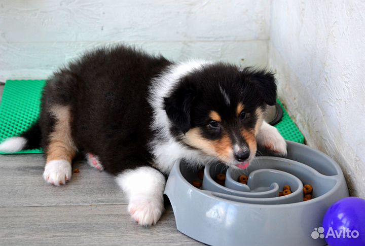 Колли - девочка