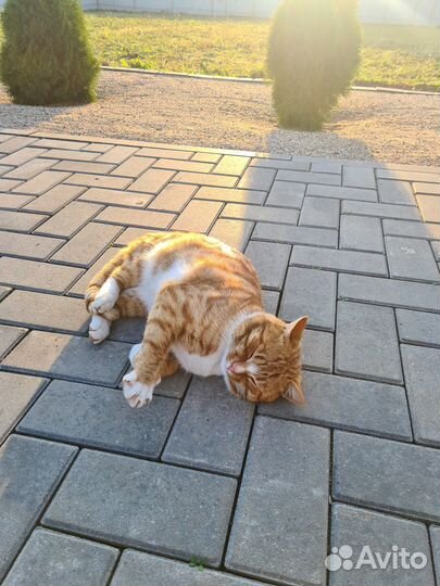 Котик ищет дом