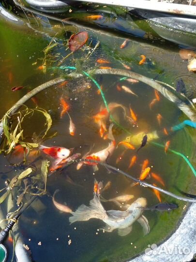 Аквариумные рыбки