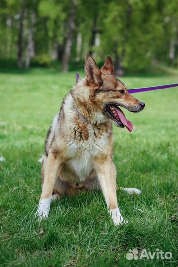 Собака Степа добрый и спокойный пес