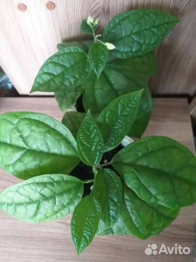 Клеродендрум Томпсона