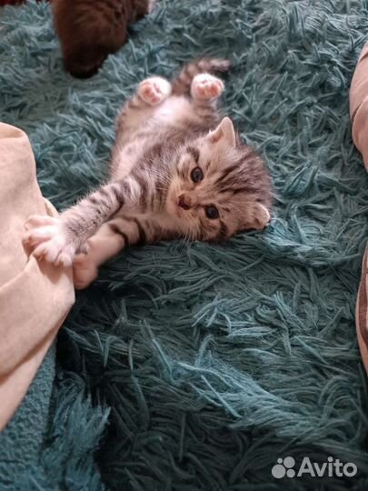 Вислоухие котята отдам