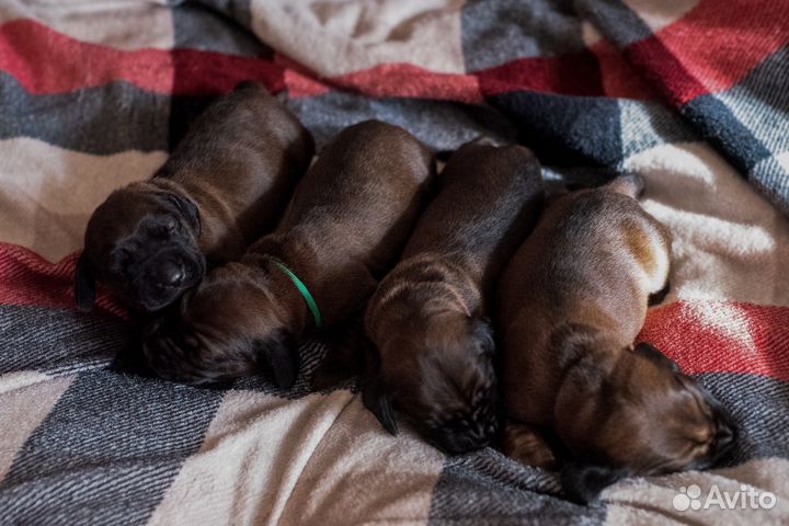 Баварская горная гончая