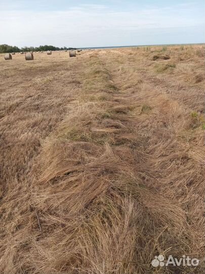 Сено в рулонах