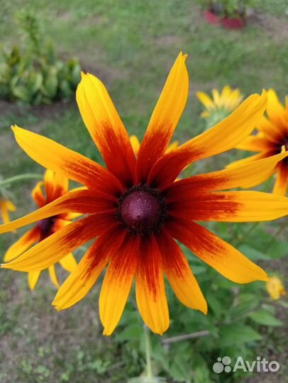 Рудбекия, ромашка садовая, хоста, мальва шток-роза