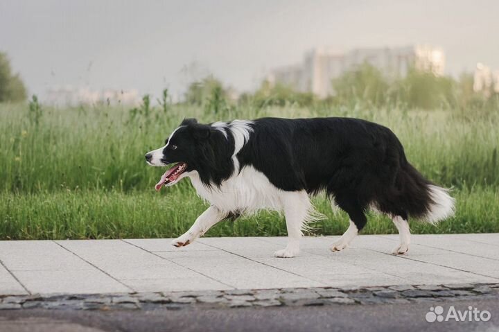 Бордер колли вязка