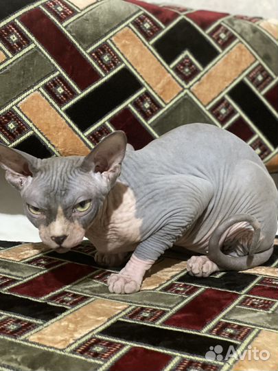 Донской сфинкс