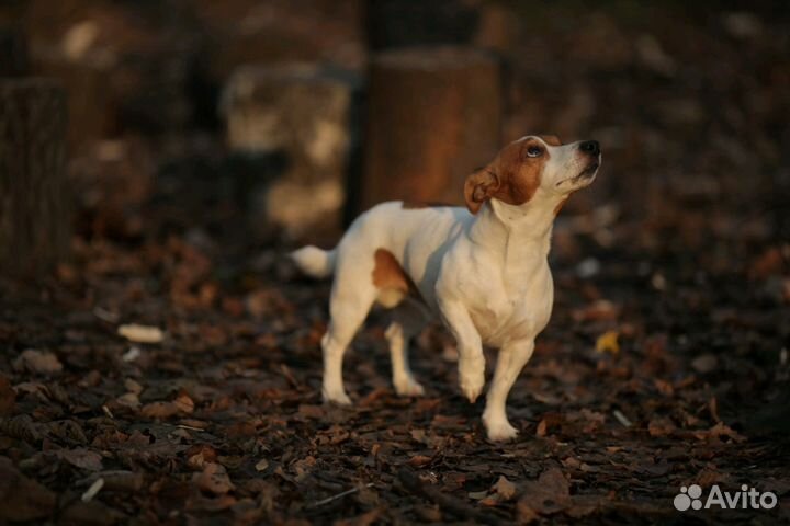Кобель Джек Рассел
