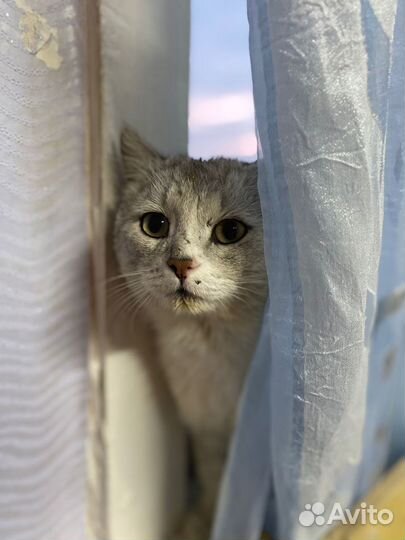 Отдам кота в добрые руки