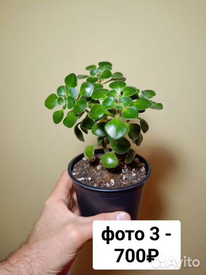 Аихризон Дерево Любви