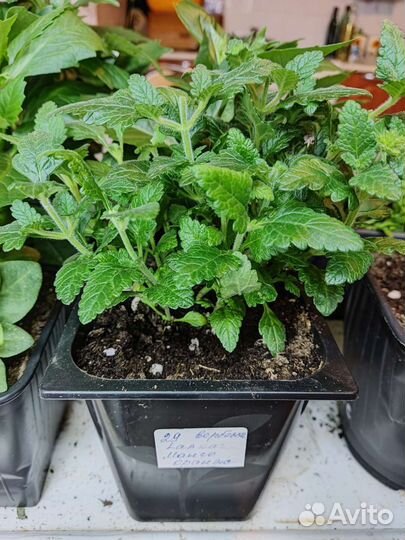 Вегетативная Вербена Lascar Mango Orange