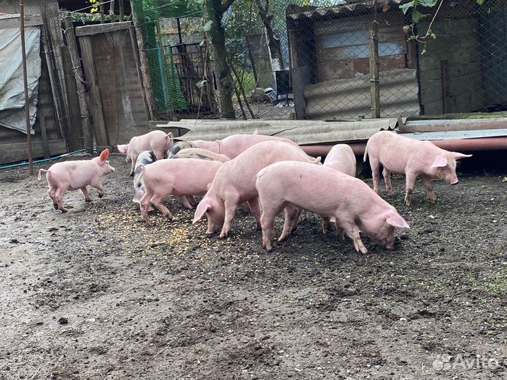 Поросята