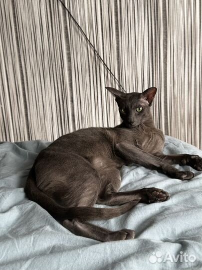 Ориентальный кот