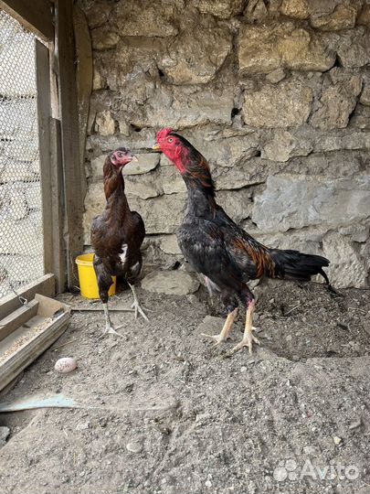 Бойцовые куры
