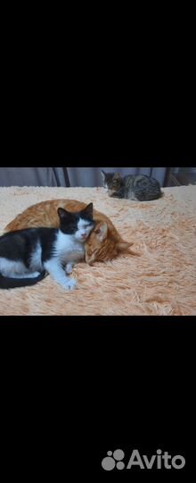 Котята в добрые руки