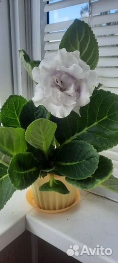 Глоксиния махровая