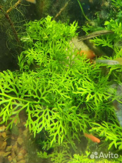 Аквариумное растение