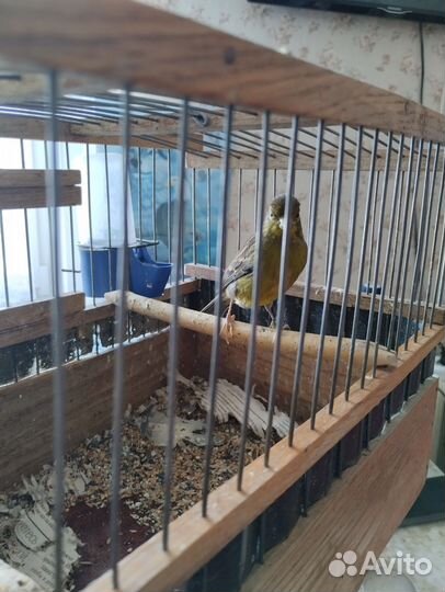 Кенара и канарейки