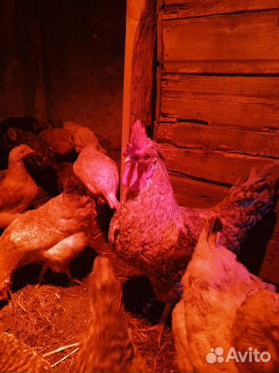 Куры и петухи Билефильдер, Маран