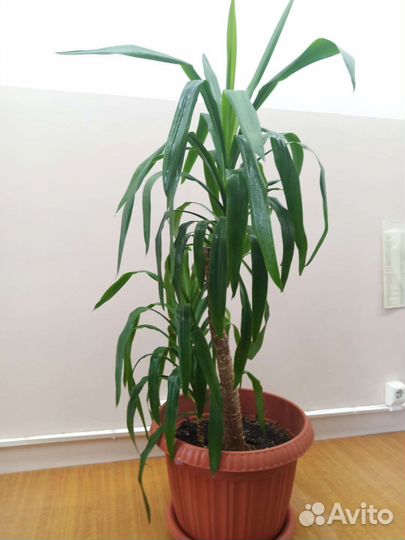 Крупные растения