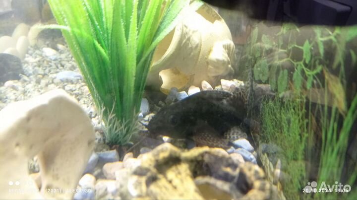Рыбки вместе с аквариум