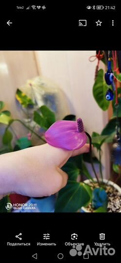 Антуриум Фиорино