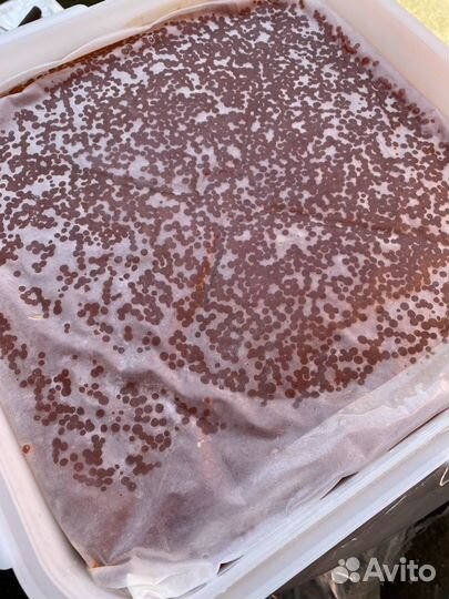 Красная икра оптом в Москве