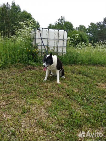 Отдам бесплатно